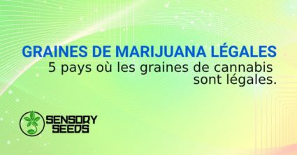 GRAINES DE MARIJUANA LÉGALES