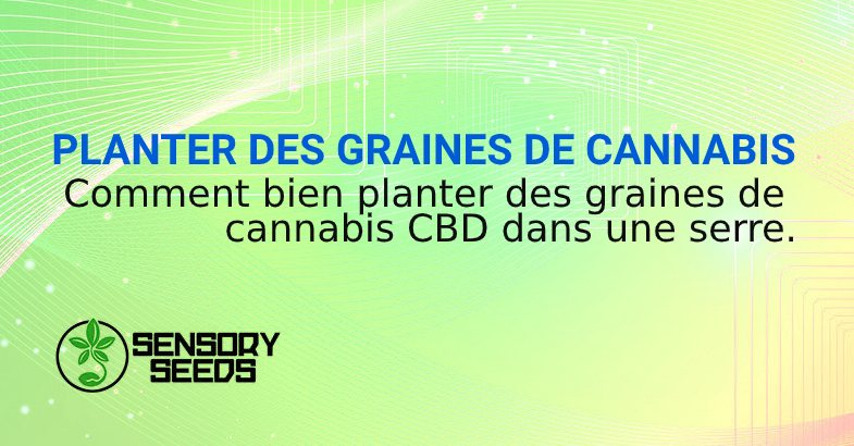 PLANTER DES GRAINES DE CANNABIS