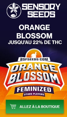 Banner Sensoryseeds Orane Blossom graines feminisees