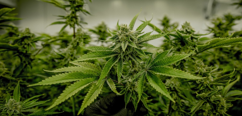 graines de marijuana amnesia haze