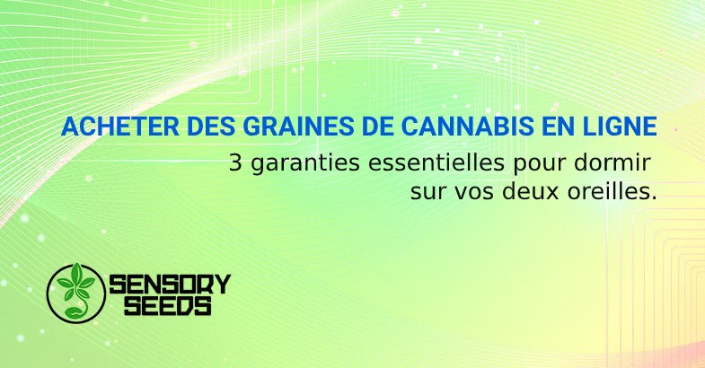 ACHETER DES GRAINES DE CANNABIS EN LIGNE