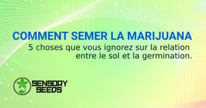 COMMENT SEMER les graines de MARIJUANA