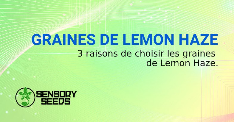 GRAINES DE CANNABIS LEMON HAZE