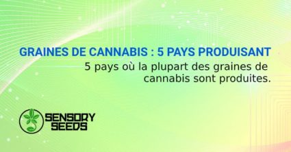 GRAINES DE CANNABIS PAYS PRODUISANT