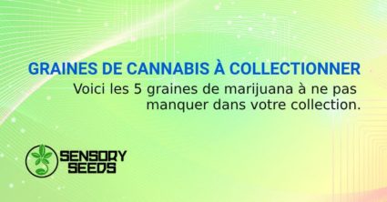 GRAINES DE CANNABIS À COLLECTIONNER