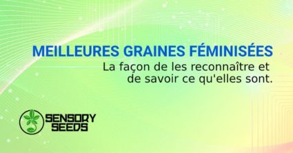 MEILLEURES GRAINES DE CANNABIS FÉMINISÉES