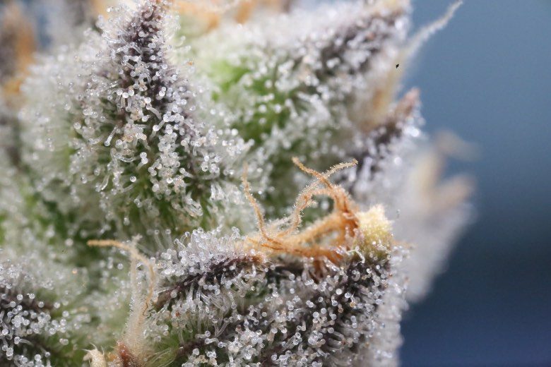 graine autofloraison de gorilla glue