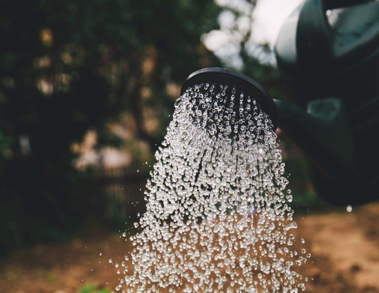 l'arrosage de semences autofloraison en plein air