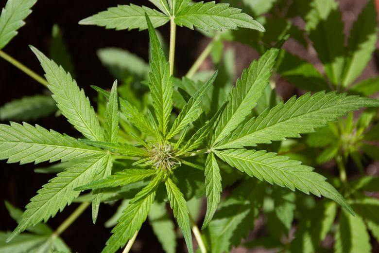 plante de chanvre et graines de cannabis