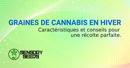 GRAINES DE CANNABIS EN HIVER