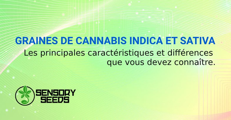 GRAINES DE CANNABIS INDICA ET SATIVA