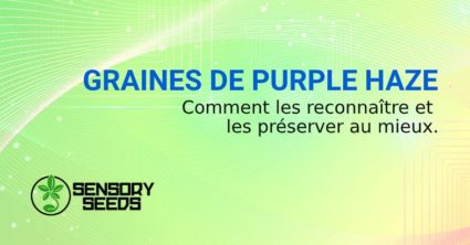 GRAINES DE CANNABIS PURPLE HAZE ACHETER