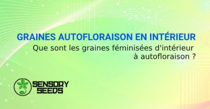 GRAINES FÉMINISÉES AUTOFLORAISON EN INTÉRIEUR