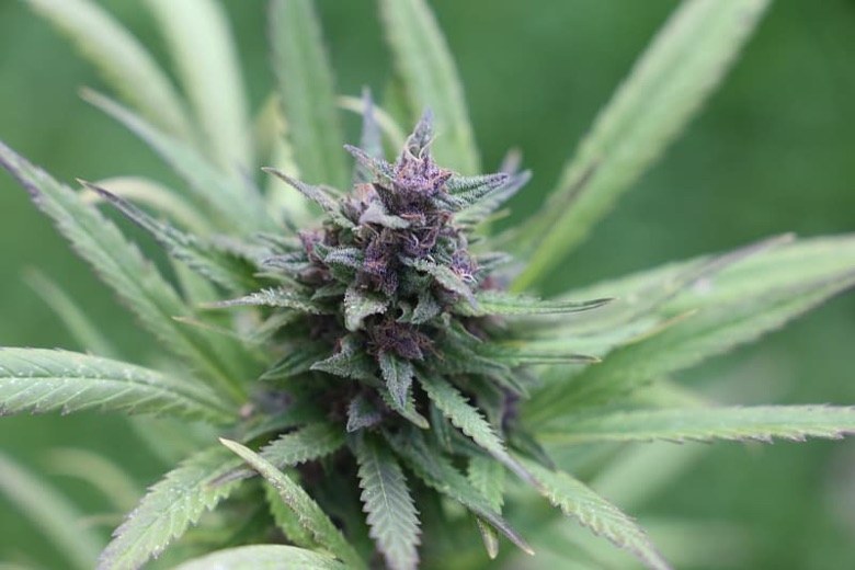 Graines de cannabis Purple Haze