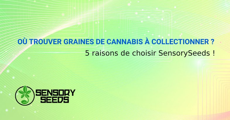 OÙ TROUVER GRAINES DE CANNABIS À COLLECTIONNER