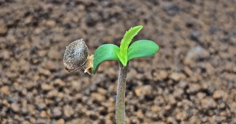 Planter graines de cannabis dans un appartement