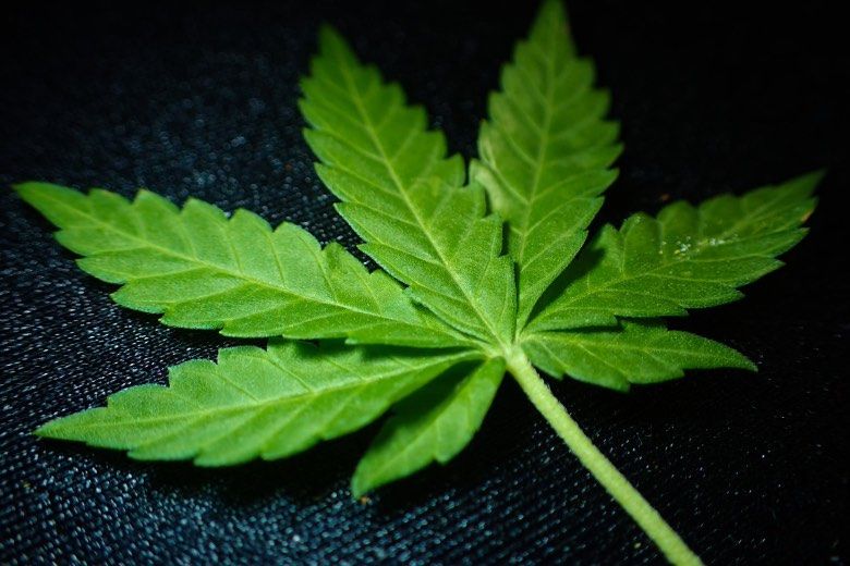 graines de Cannabis Indica et feuille 