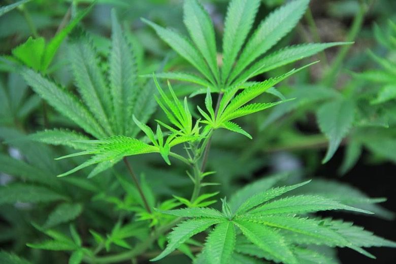 graines de Cannabis sativa et feuille 