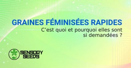 GRAINES FÉMINISÉES RAPIDES