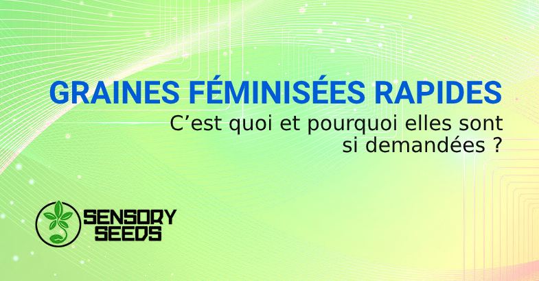 GRAINES FÉMINISÉES RAPIDES