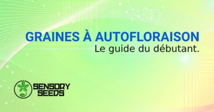 Graines autofloraison le guide du débutant