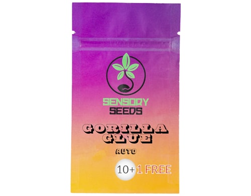 graine-autofloraison-en-vrac-gorilla-glue-4 graines-de-cannabis-en-vrac-gorilla-glue-4