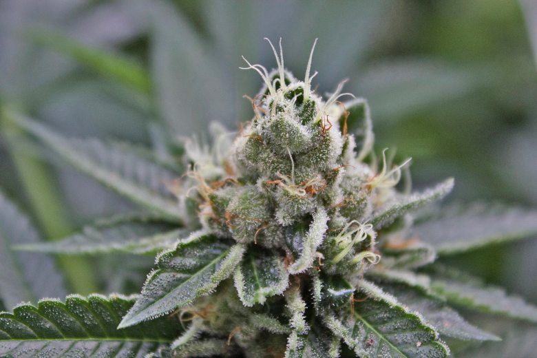 graines cannabis rapides à haut rendement 