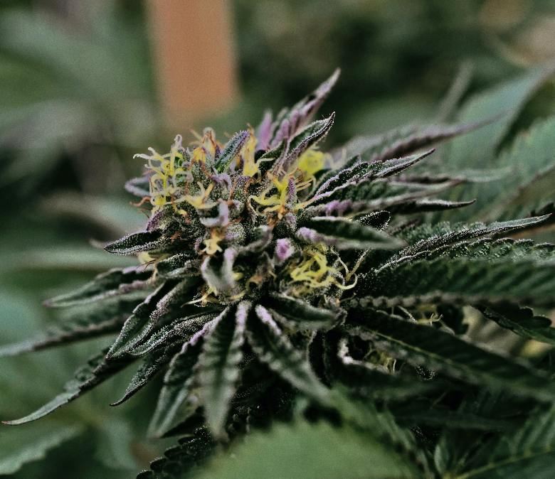 graines de cannabis génèrent plantes à fleurs thc