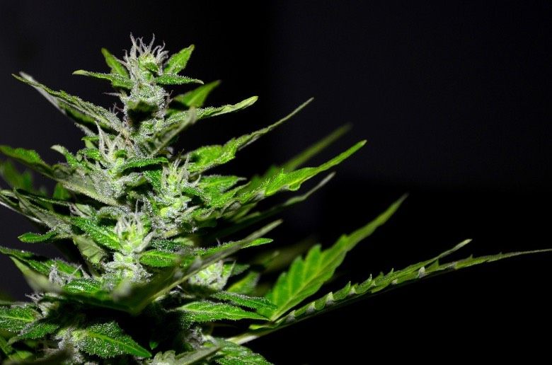 plantes nées de graines de cannabis féminisées