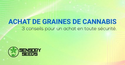 Achat de graines de cannabis en sécurité