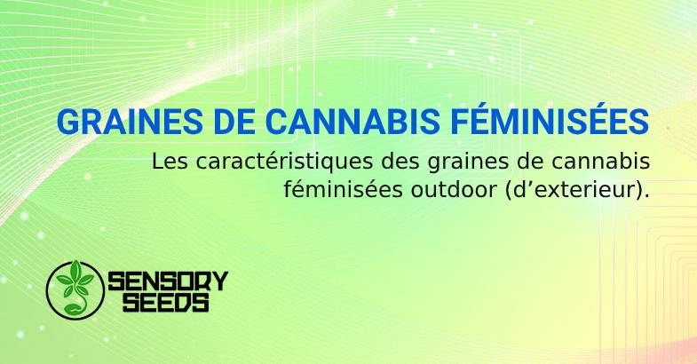 CARACTÉRISTIQUES DES GRAINES DE CANNABIS FÉMINISÉES