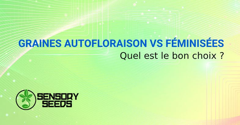 GRAINES AUTOFLORAISON VS GRAINES DE CANNABIS FÉMINISÉES