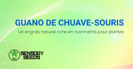 Guano de chauve-souris utilisation