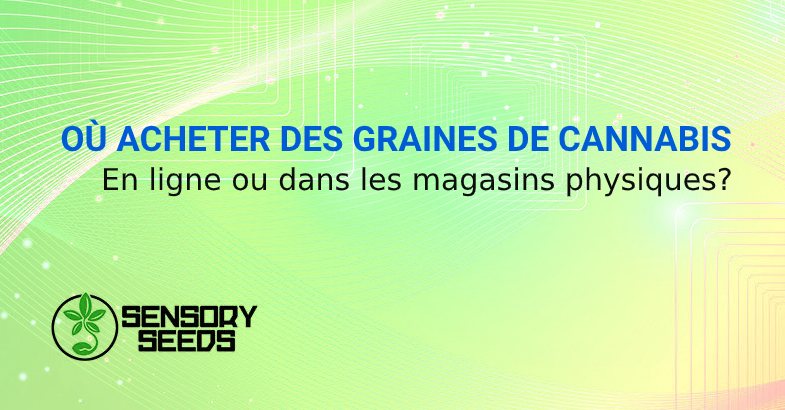 OÙ ACHETER DES GRAINES DE CANNABIS