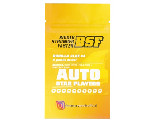 description-graine-autofloraison-en-vrac-gorilla-glue-4 Description de graine autifloraison en vrac de Gorilla Glue 4