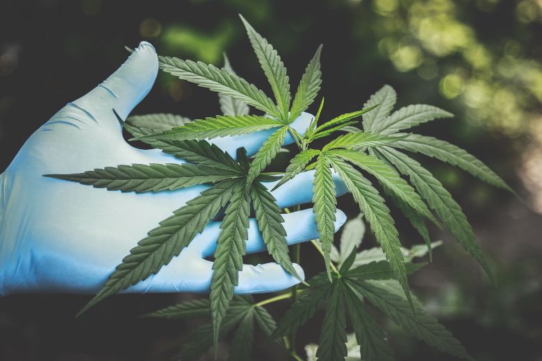 formation à faible stress et graines de cannabis