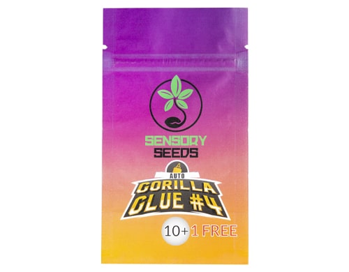 graine-autofloraison-en-vrac-gorilla-glue-4 graines-de-cannabis-en-vrac-gorilla-glue-4