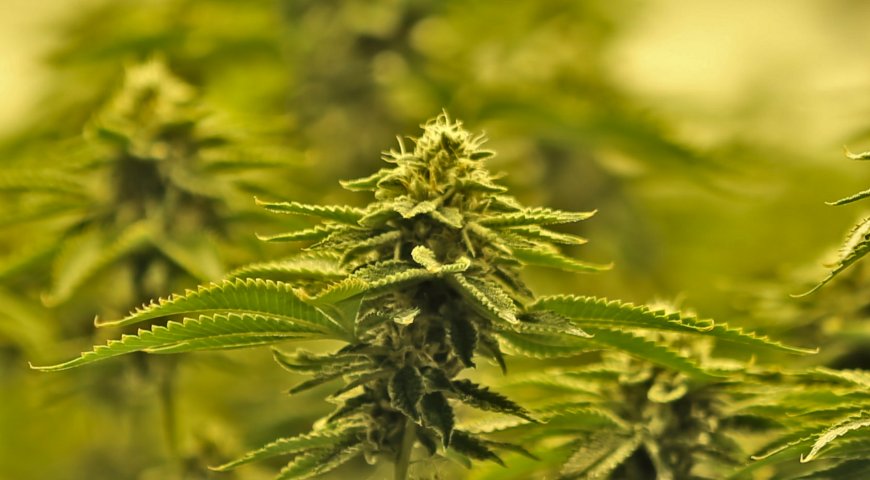 graines de cannabis indica obg kush BSF Seeds