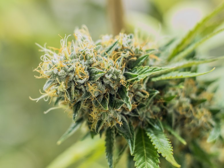graines de cannabis à haute teneur en THC sig sour 