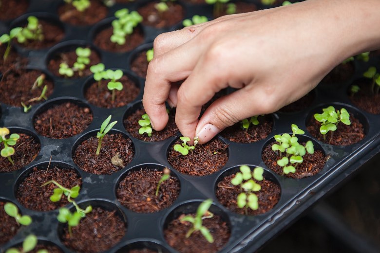 le guano de chauve souris pour les plantes et graines de cannabis