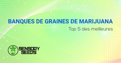 meilleures banques de graines de cannabis