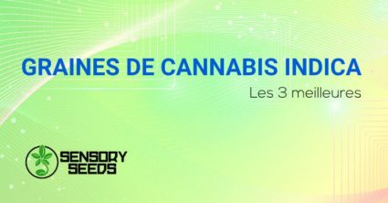 meilleures graines de cannabis Indica