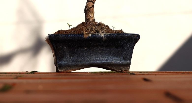 pot pour pousser bonsaï à partir de graines de canabis