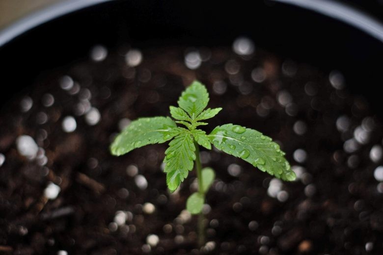 pousser un bonsaï à partir de graines de cannabis