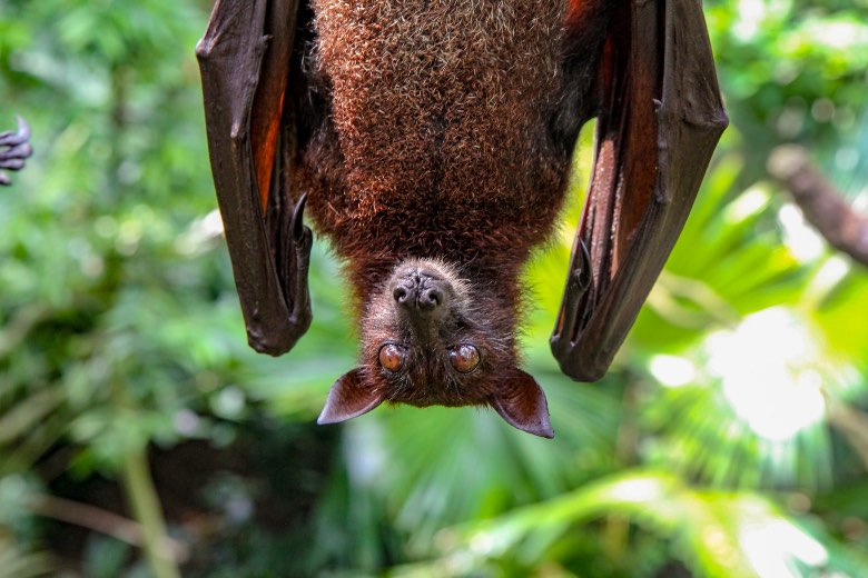 qu'est-ce que le guano de chauve-souris pour graines de canabis