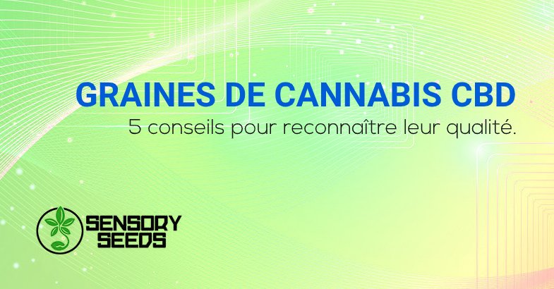 Graines de cannabis CBD