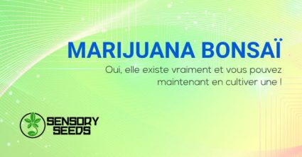 Marijuana Bonsaï