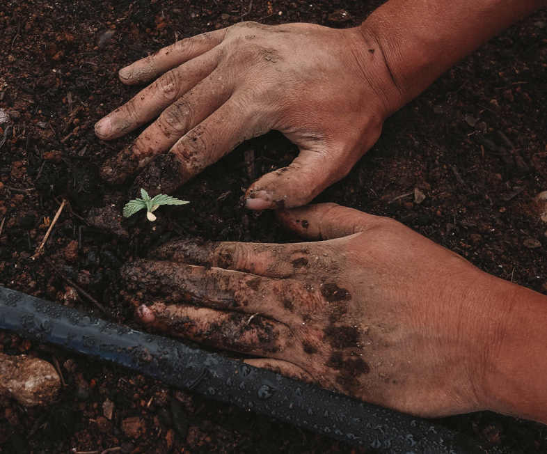 germination de marijuana