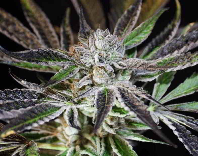 Fonction des trichomes dans les plantes de cannabis