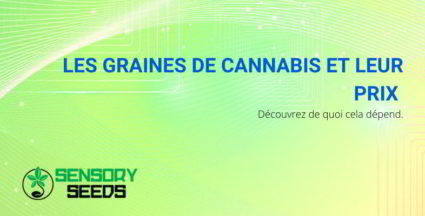 Graines de cannabis et prix